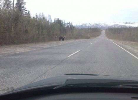 В РФ обиженная медведица начала нападать на людей (ФОТО)