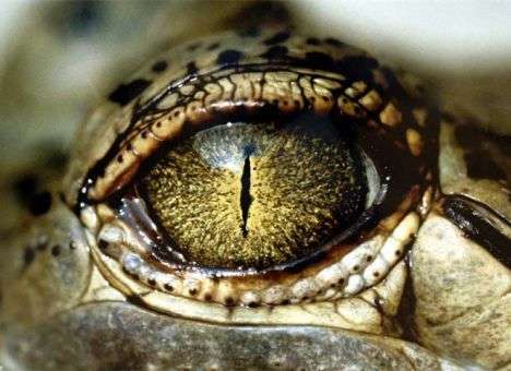 Нильские чудовища появились на курорте США