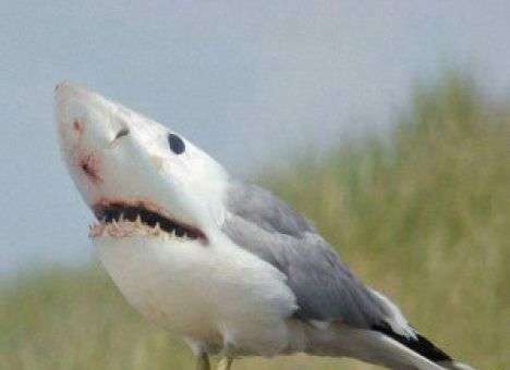 Путин оставил скандального генпрокурора на посту – соцсети взорвались «фотожабами» (ФОТО)