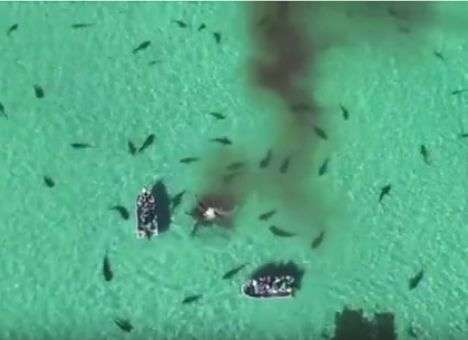 Жуткие кадры снял беспилотник в бухте акул (ВИДЕО)