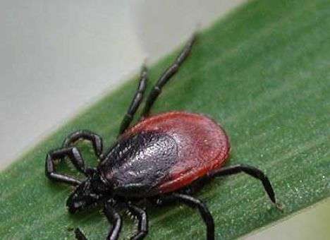 В Крыму взбесились клещи