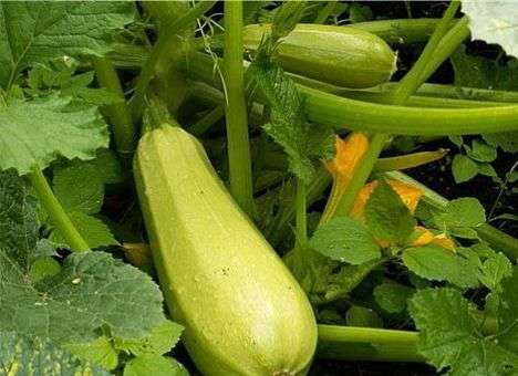 Названы продукты, сжигающие жир на животе и боках