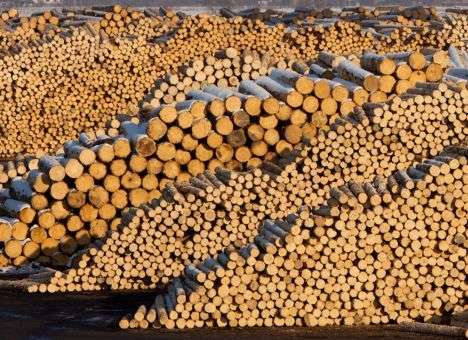 Новая цифровая система совершит революцию в борьбе с незаконной вырубкой леса