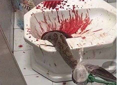 В Таиланде питон вылез из унитаза и набросился на мужчину (ФОТО)