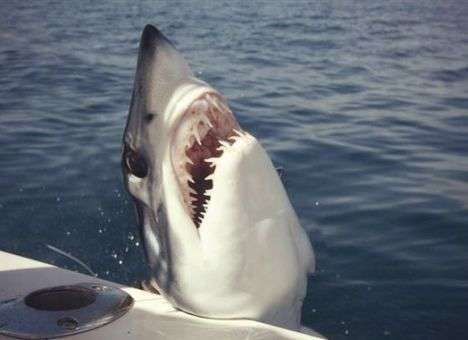 Акула схватила парня на катере