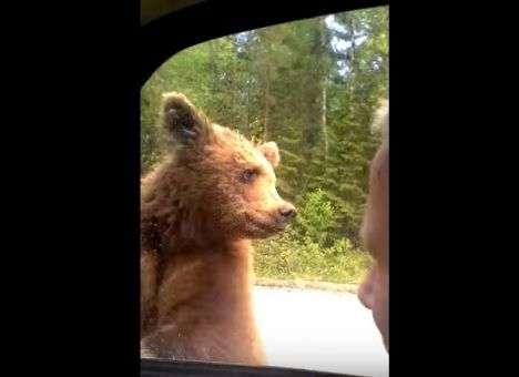 Миша, зеркало не ломай: В РФ по трассе бегает голодный медведь (ФОТО)