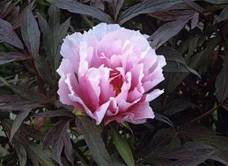 Лекарство от рака нашли в китайских цветах