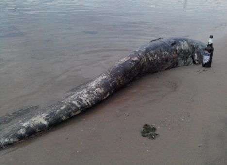 В Запорожье выбросившемуся на берег сому дали пиво (ФОТО)