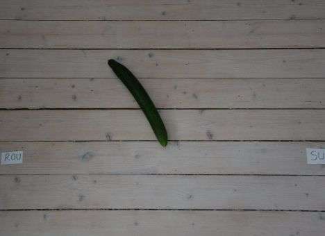 Евро-2016: Сотни людей следят за огурцом-предсказателем (ФОТО)