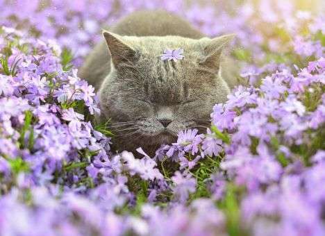 Чем кошки полезны для здоровья: 12 причин завести пушистого питомца