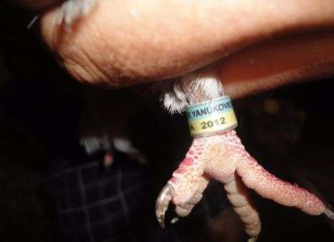 По Украине разлетаются «голуби Януковича»