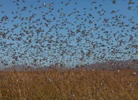 Россию атаковал новый вид насекомых, уничтожающий посевы