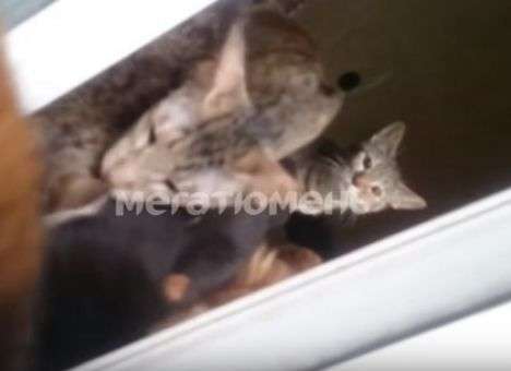 Кошачий концлагерь: Хозяйка питомника бросила умирать 30 кошек (ФОТО)