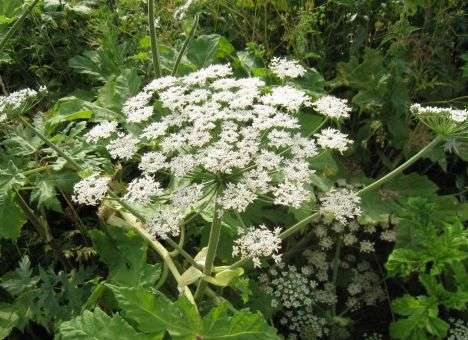 Даже не подходите: В Украине сезон цветения опасного растения