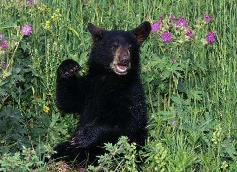 Маленький медвежонок шокировал сотрудников зоопарка