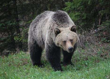 На Камчатке убили людоедицу