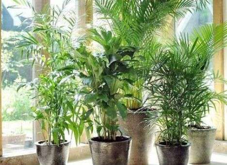 Эксперты назвали лучшие растения для очищения воздуха в квартире