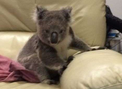 Дикая коала забралась в дом и захватила диван (ФОТО)
