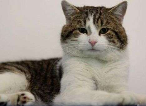 Решена судьба знаменитого кота-госслужащего (ФОТО)