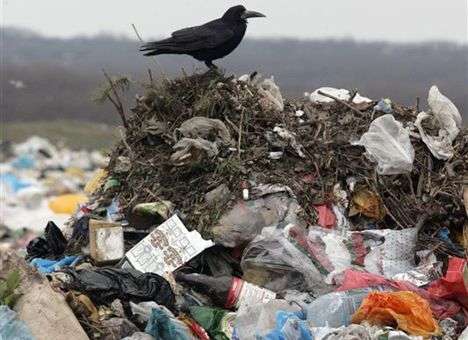 В киевском аэропорту идет борьба с «мусорными» птицами