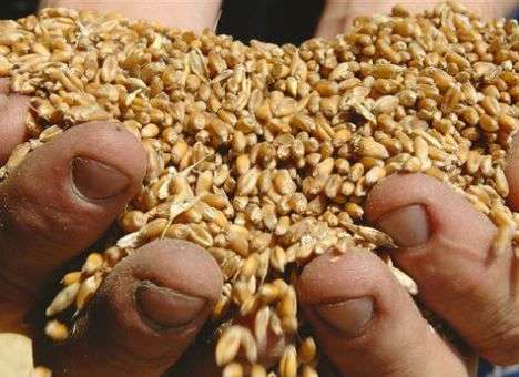 UkrLandFarming будет одновременно строить обе очереди зернового терминала в «Южном»