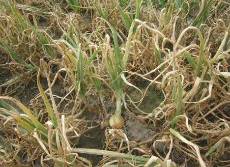 На луковые поля в Украине пришла беда (ФОТО)