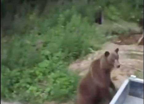 Не шевелись: Опубликованы кадры нападения медведицы на людей (ВИДЕО)