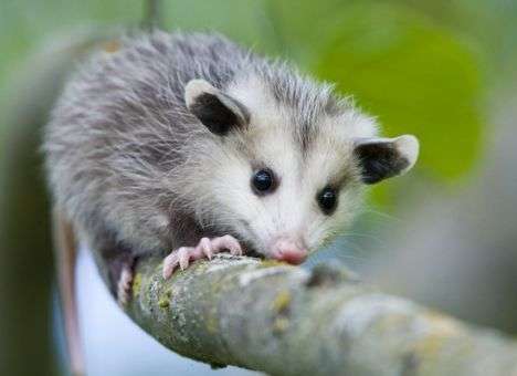 Новую Зеландию зальет кровью