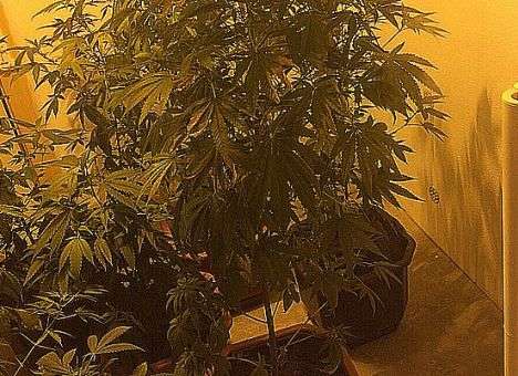 Пять евро за семечко: Под Киевом обнаружили плантацию элитной конопли (ФОТО)