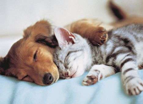 Кто является лучшим домашним животным – кошка или собака, выяснили ученые