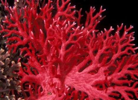 Открыт принципиально новый способ лечения туберкулеза