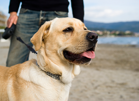 Эксперты назвали «самых кусачих» собак