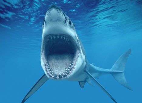 Вырастить новые зубы человеку помогут акулы – ученые