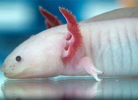 Биологи нашли способ выращивания рук и ног