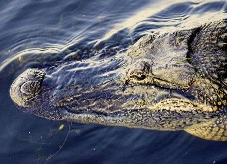 Эпизод из фильмов ужасов произошел на причале во Флориде
