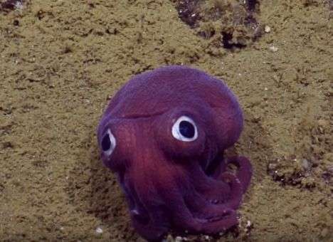 Удивительное «игрушечное» создание обнаружено на дне океана (ВИДЕО)