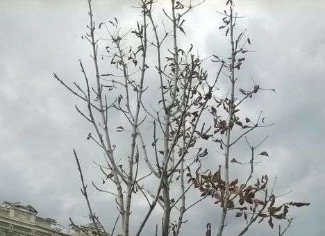 В ужасное зрелище превратились скандальные каштаны на Крещатике (ФОТО)