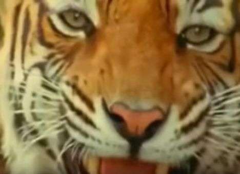 Умерла легендарная «королева тигров» (ВИДЕО)