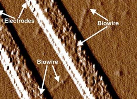 Ученые научили бактерии делать электрические провода