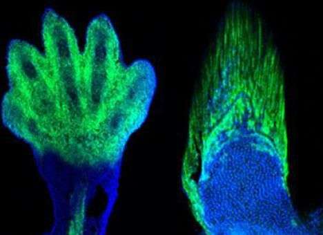Откуда все-таки растут руки у людей, выяснили ученые (ФОТО)
