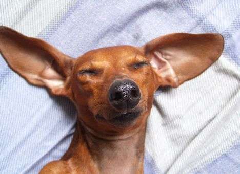 Харьковчанка потеряла на российском пляже собаку с бриллиантами