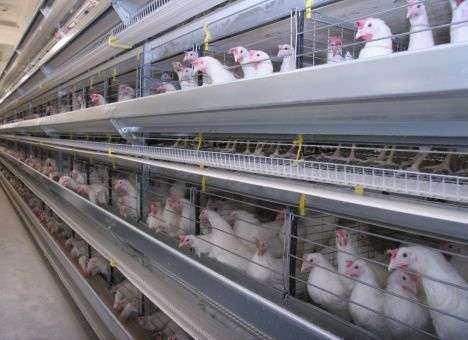 Оккупационная «власть» Крыма захватила имущество агрохолдинга Ukrlandfarming