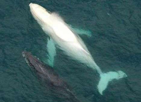 В РФ заплыли косатки-мутанты