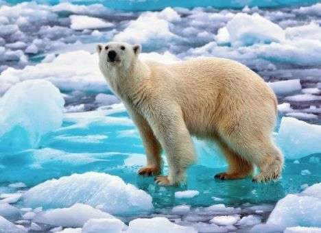 Нам нужна помощь: Российские полярники оказались в плену у белых медведей