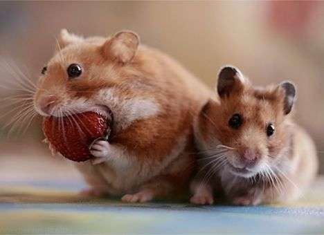 Найден ген, который все ненавидят