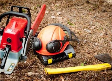 В Украине разбушевались «черные лесорубы»