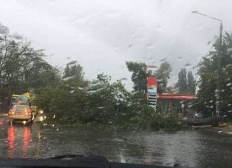 Одесская стихия повалила огромное дерево на авто с водителем (ФОТО)