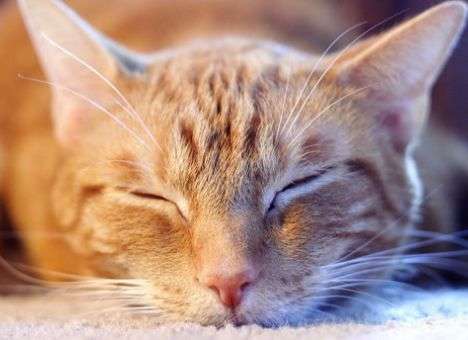 Ученые установили пользу урчания котов для человеческого здоровья