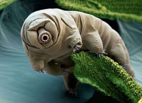 Биологи назвали животного, чей белок поможет защитить человека от радиации