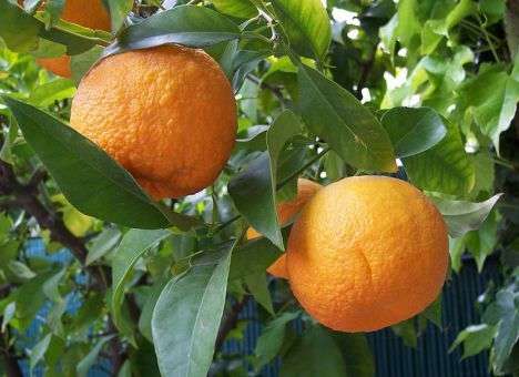 В Украине «взбесились» цены на цитрусовые (ВИДЕО)
